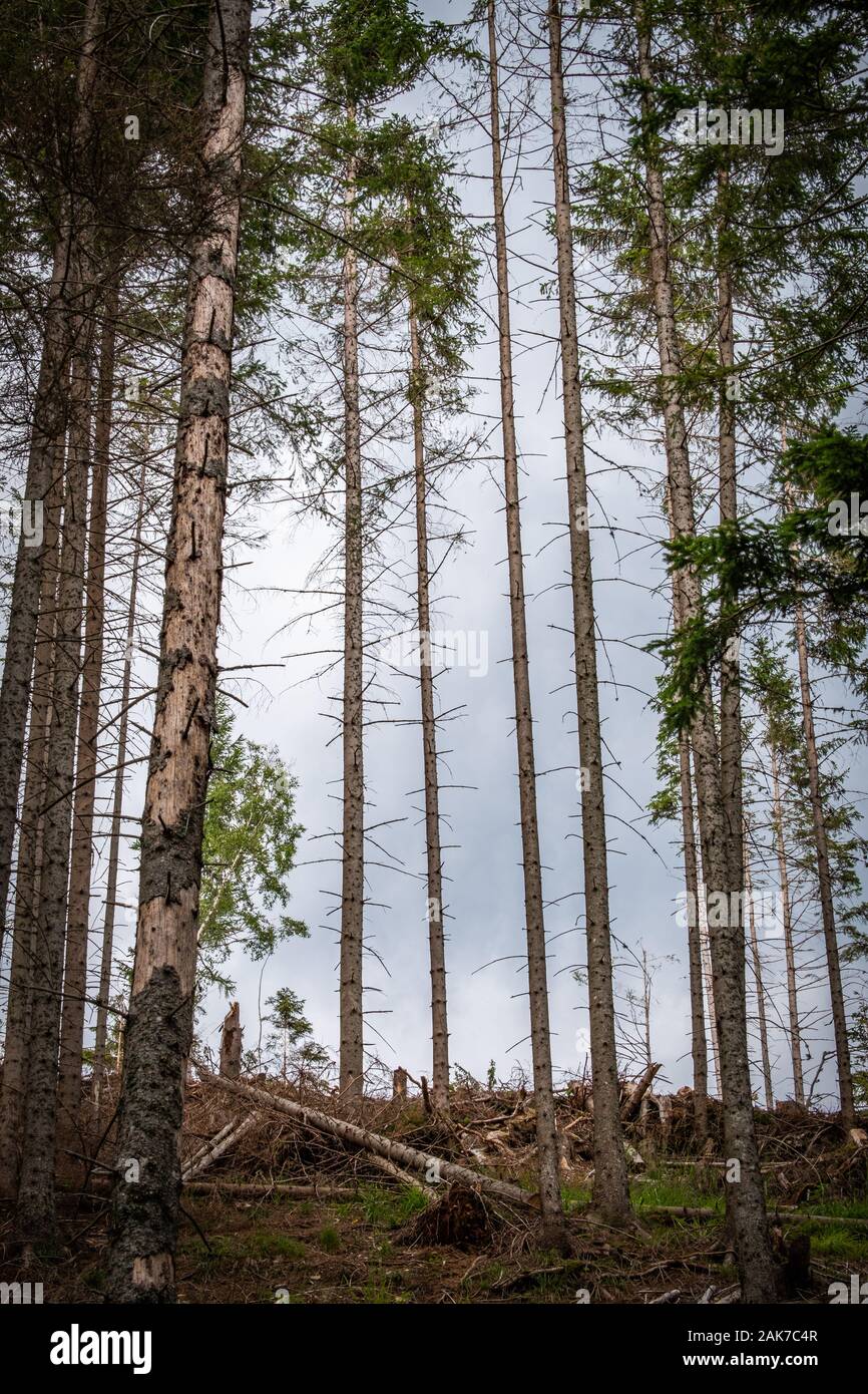 Luce foresta nudo con alcuni tronchi di alberi a terra su un nuvoloso giorno di estate Foto Stock