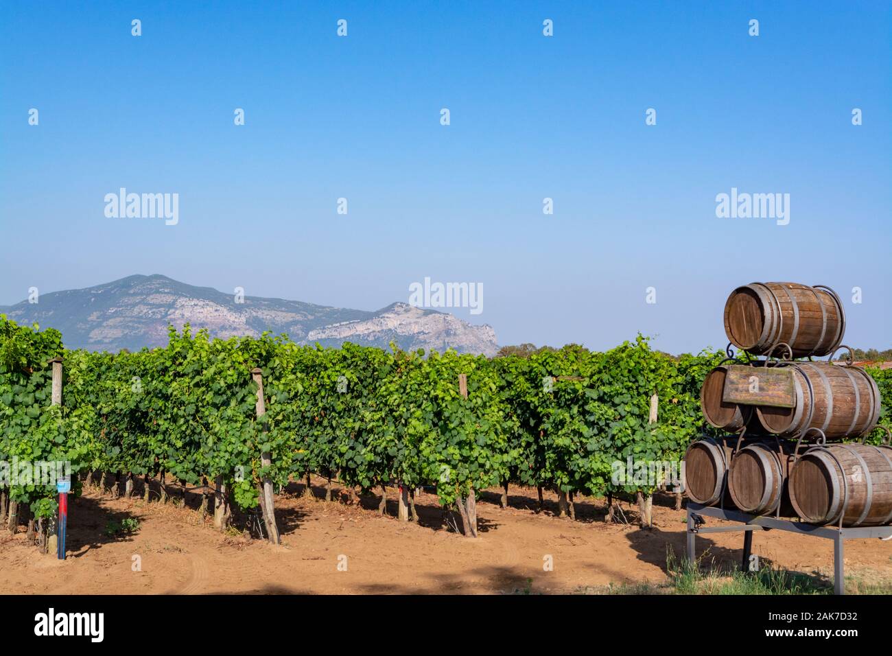 Vigneto con crescente di colore rosso o rosa di uve da vino nella regione Lazio, l'Italia, Sirah, Petit Verdot, uve Cabernet Sauvignon Foto Stock