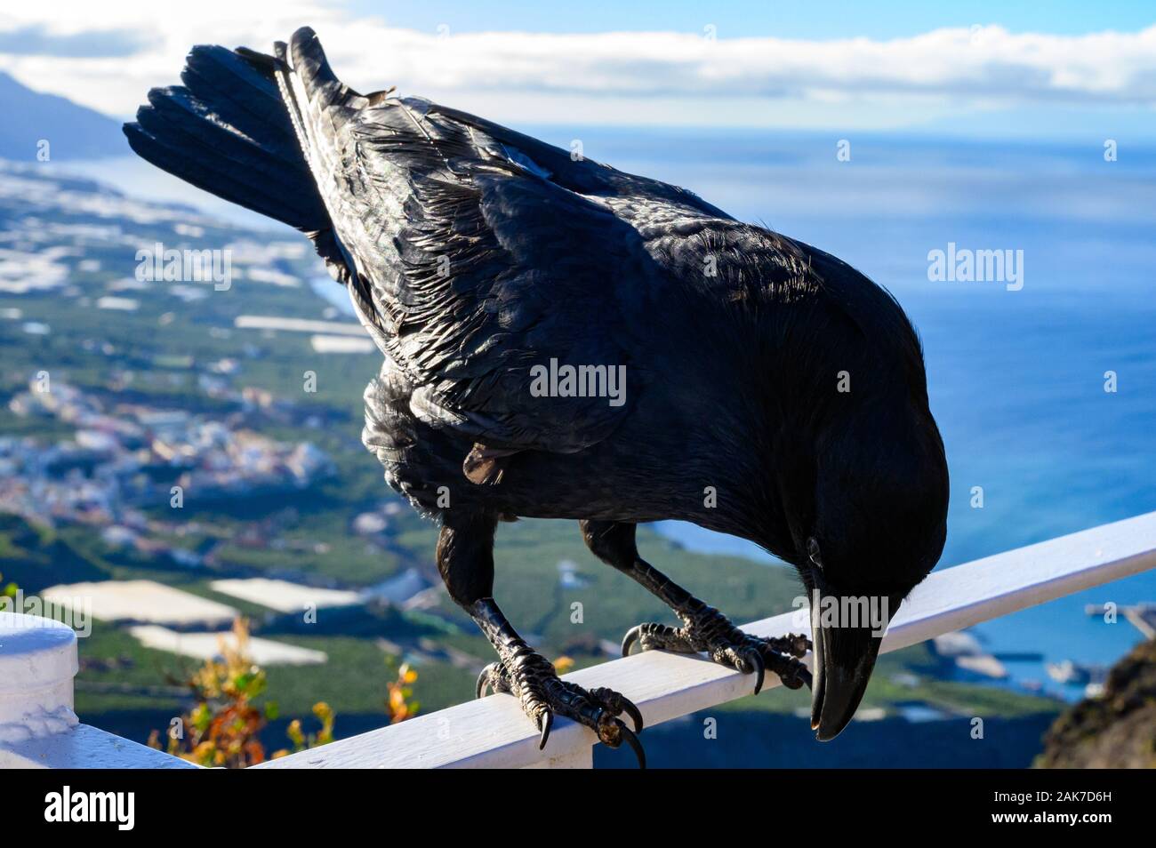 Smart nero Corvo Canarie o Raven uccello, non abbiate paura del popolo, seduto sul punto di vista su isola di La Palma Isole Canarie Spagna Foto Stock