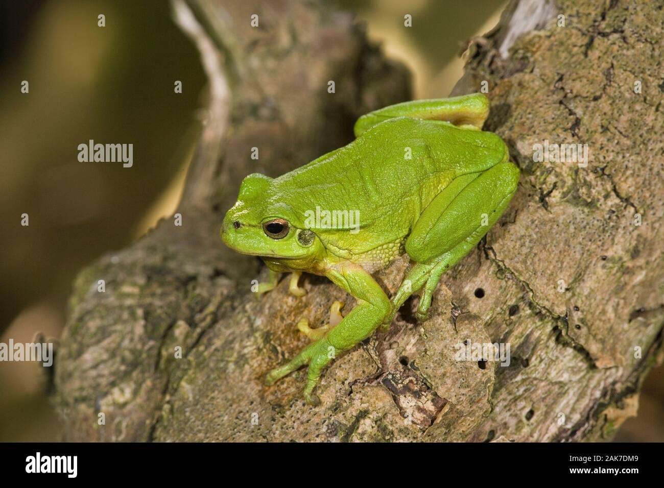 STRIPELESS Raganella (Hyla meridionalis). Erba verde senza una striscia sui fianchi. Foto Stock