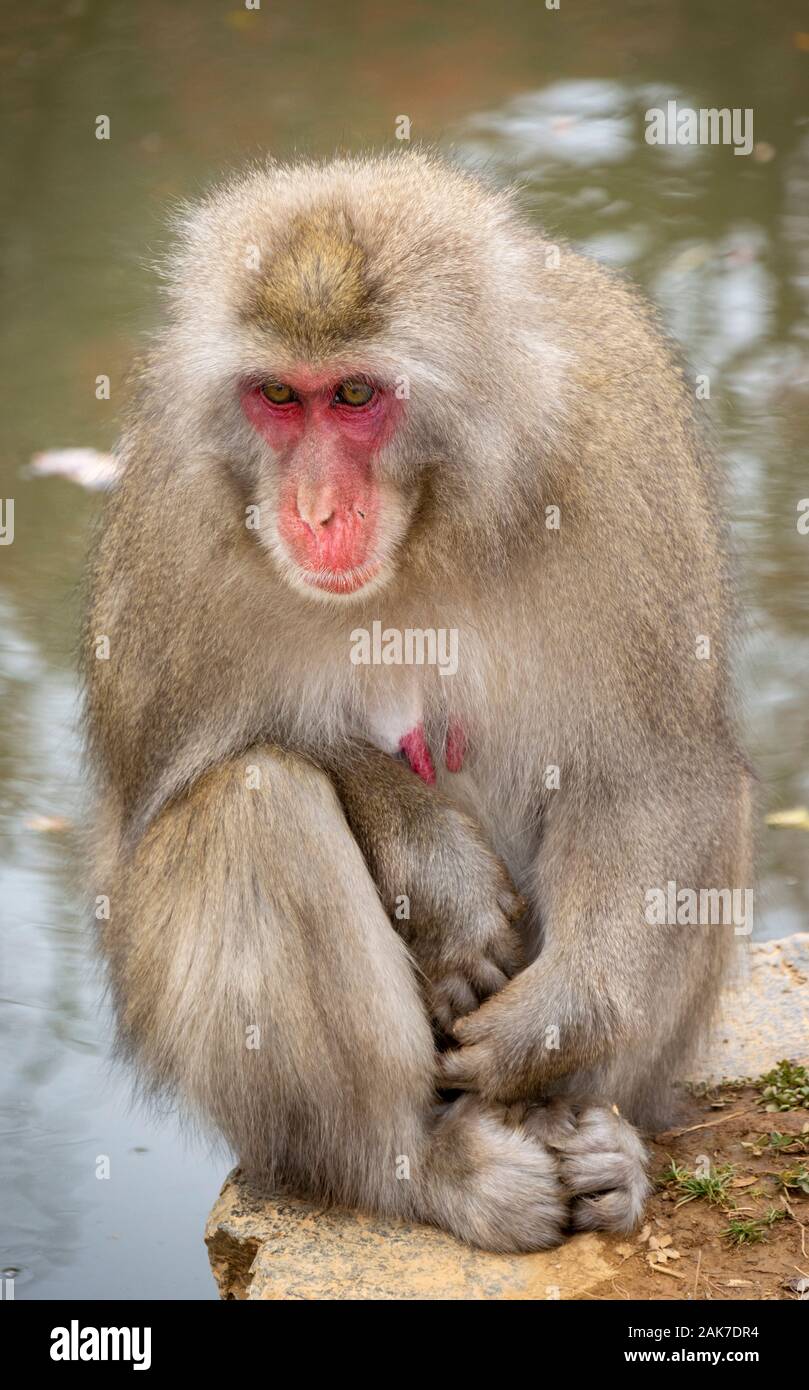 Giapponese scimmie macaco in Iwatayama Monkey Park, Arashiyama, Kyoto, Giappone Foto Stock