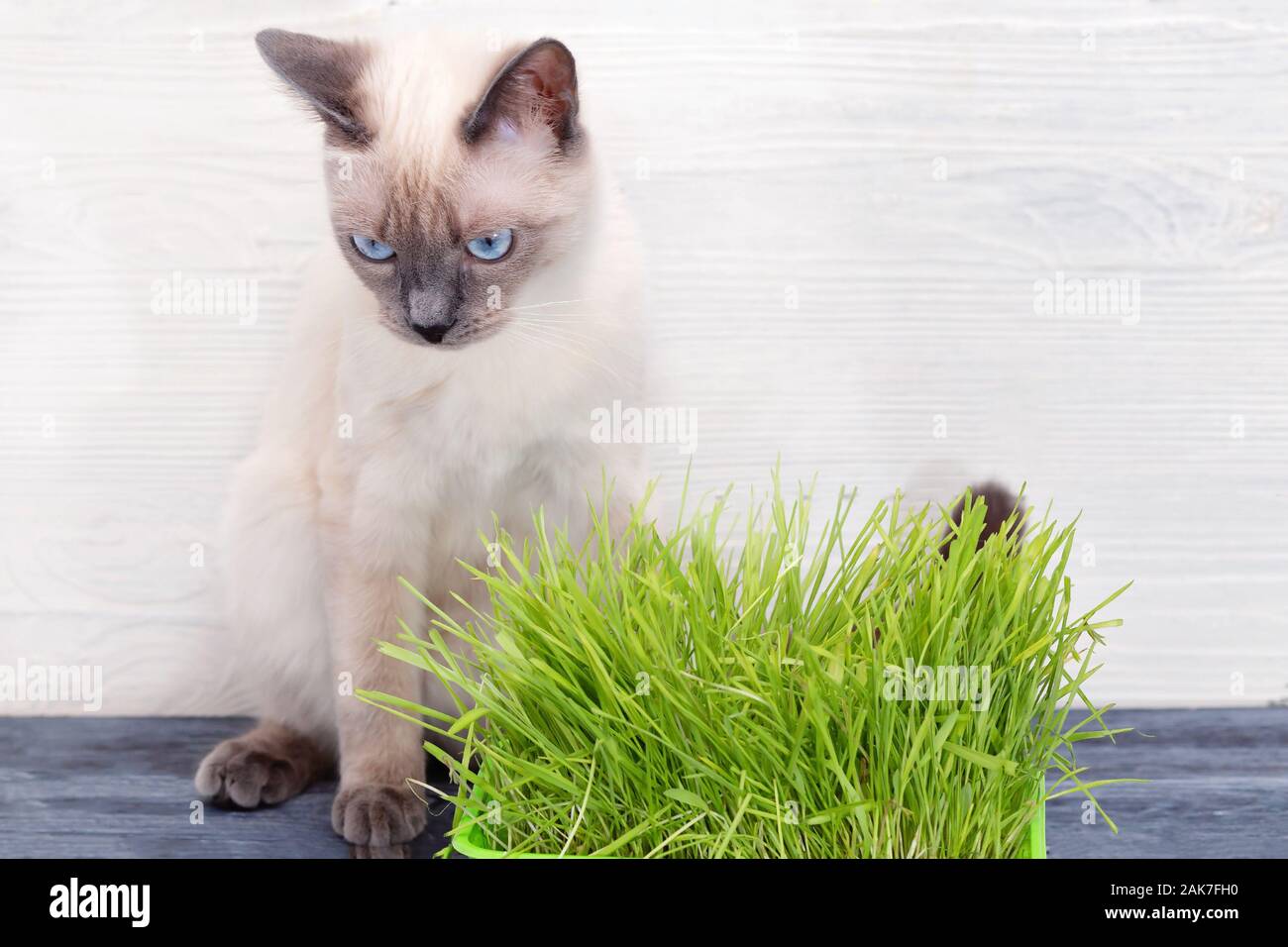 Gatto accanto a germinati germinati germogli di avena. Foto Stock