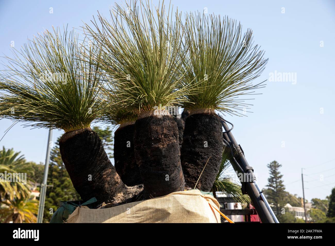 Fiume Margaret erba alberi Xanthorrhoea australis conosciuta come Blackboys per la vendita su un carrello parcheggiato a Sydney, Australia Foto Stock