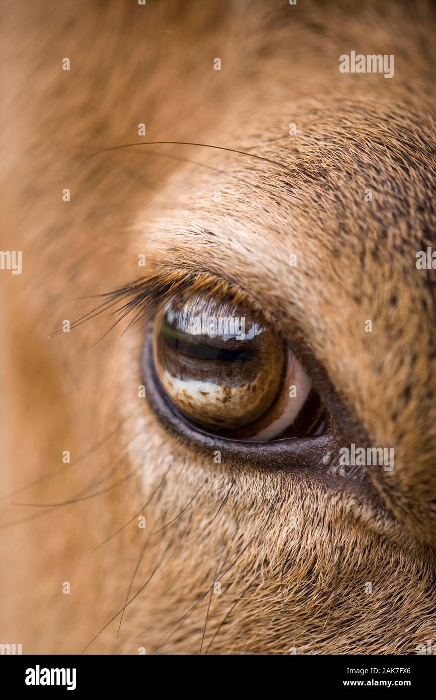 Il cervo (Cervus elaphus) occhio di un addio al celibato o maschio. Foto Stock