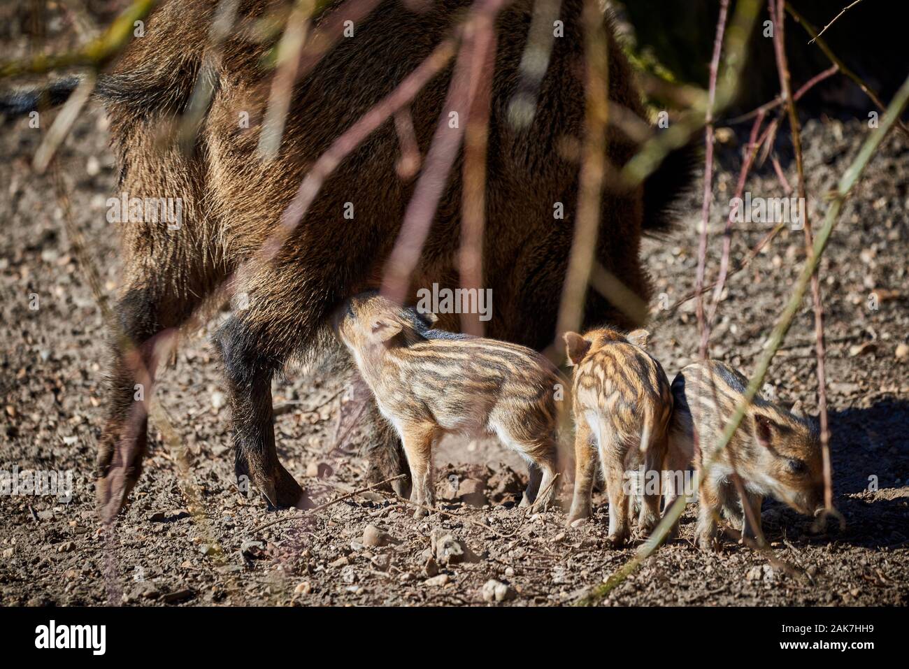 In Europa centrale il Cinghiale suinetti di alimentazione (Sus scrofa) Foto Stock