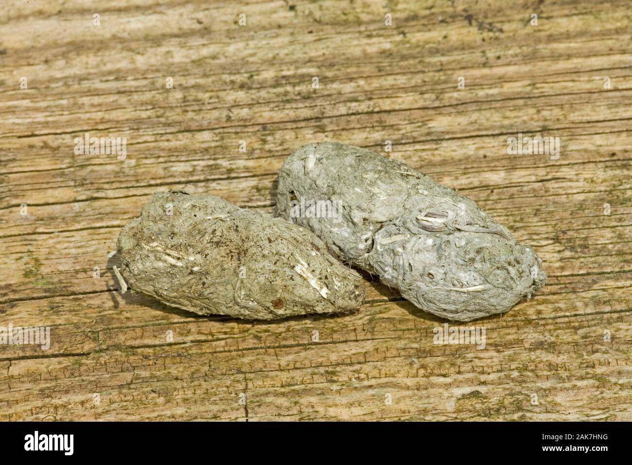 HERON grigio (Ardea cinerea). Pellet raccolti e rigurgiti. Irruvidimento sotto forma di ossa e piume da alimenti ingeriti/preda. CALTHORPE LARGO. Foto Stock