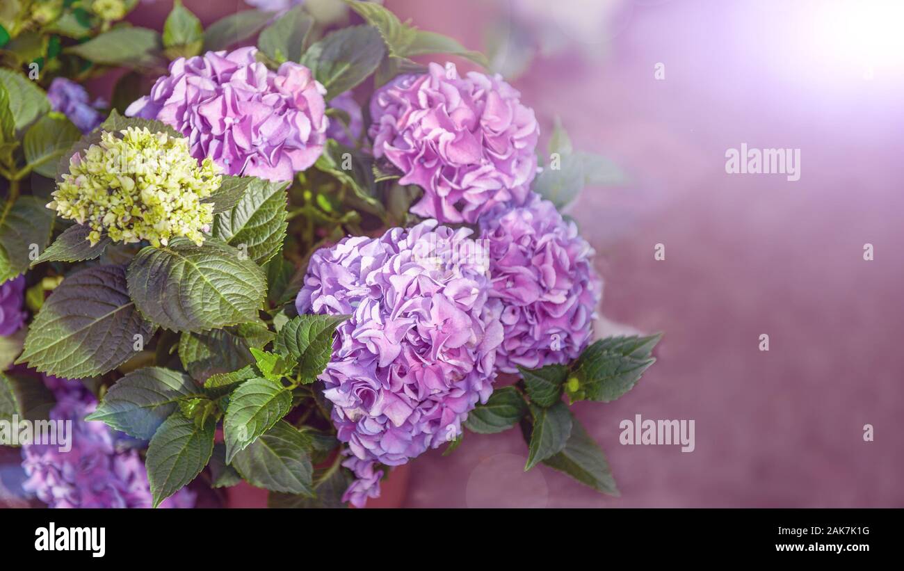 Viola fiore ortensie Hydrangea macrophylla in un giardino. Copia dello spazio. Foto Stock