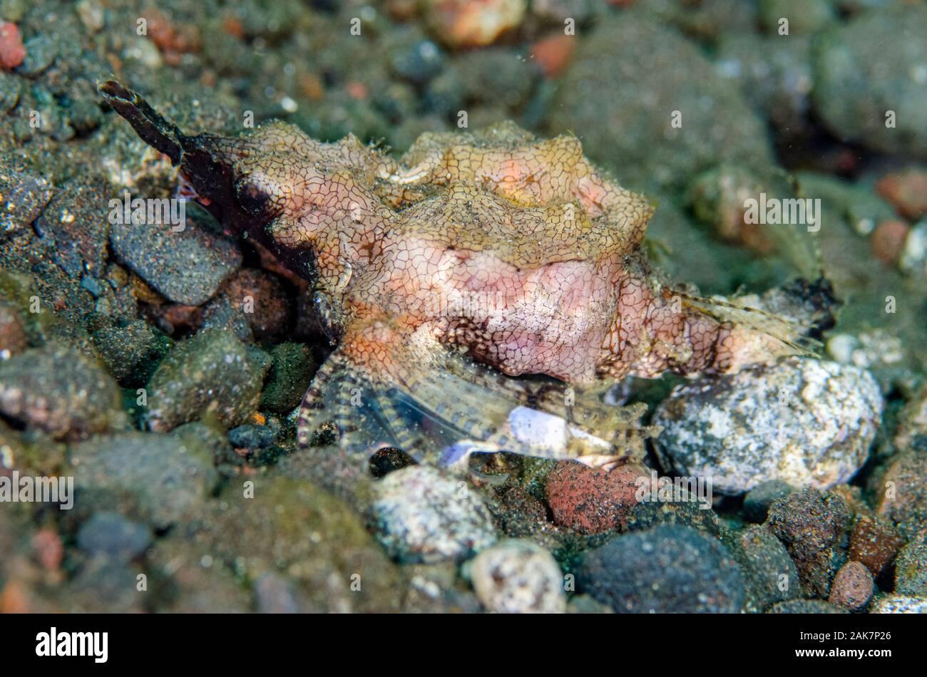 Seamoth, Eurypegasus draconis, Pegasidae Famiglia, Sedam sito di immersione, Amed, Bali, Indonesia, Oceano Indiano Foto Stock