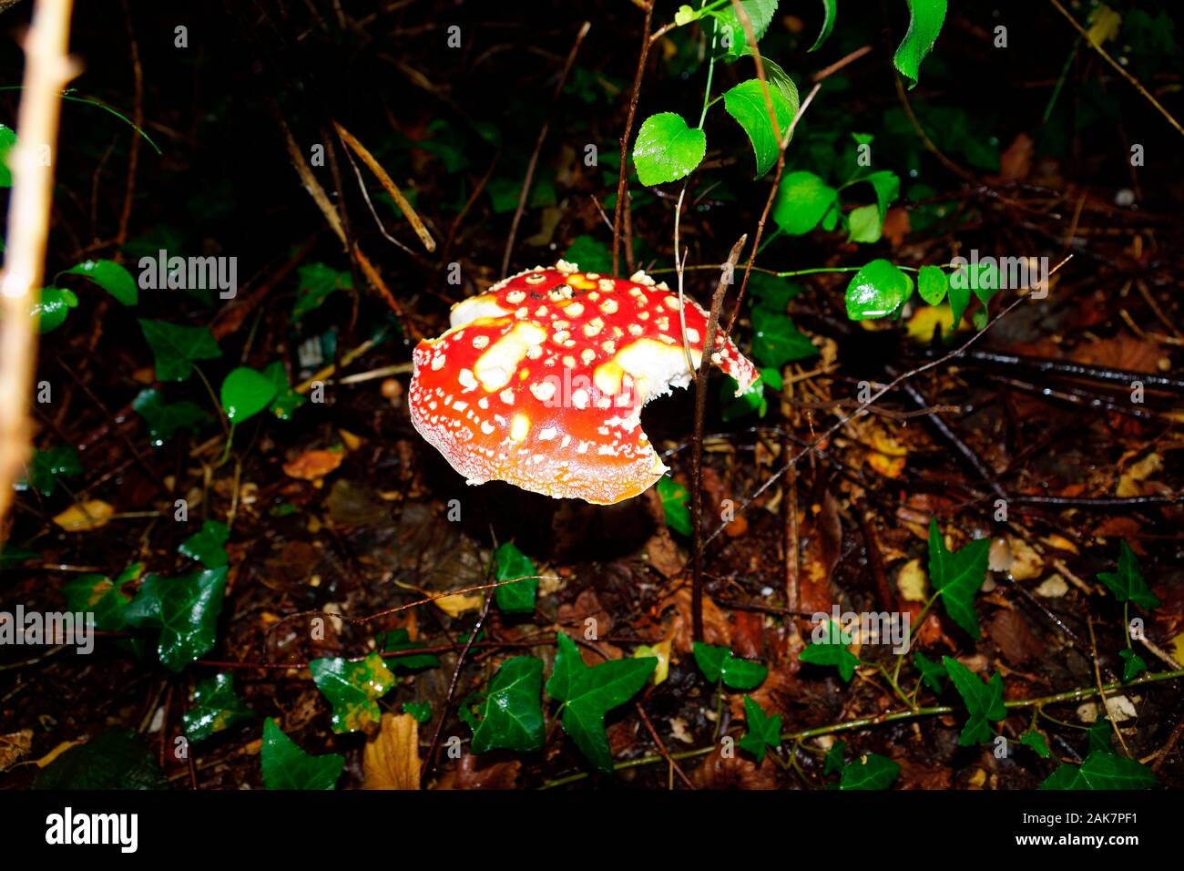 Cappuccio rosso, FLY AGARIC, volare, AMANITA amanita muscaria. Foto Stock