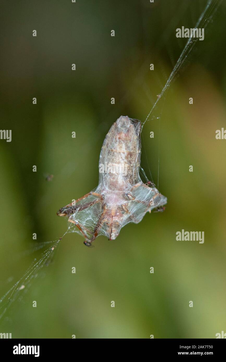 Spider preda di insetti, classe Insecta, avvolto in seta su web, Klungkung, Bali, Indonesia Foto Stock