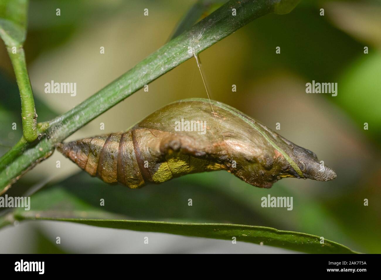 Chrsyalis riflettente, Lepidoptera Ordine, pendente dal thread dal gambo, Klungkung, Bali, Indonesia Foto Stock