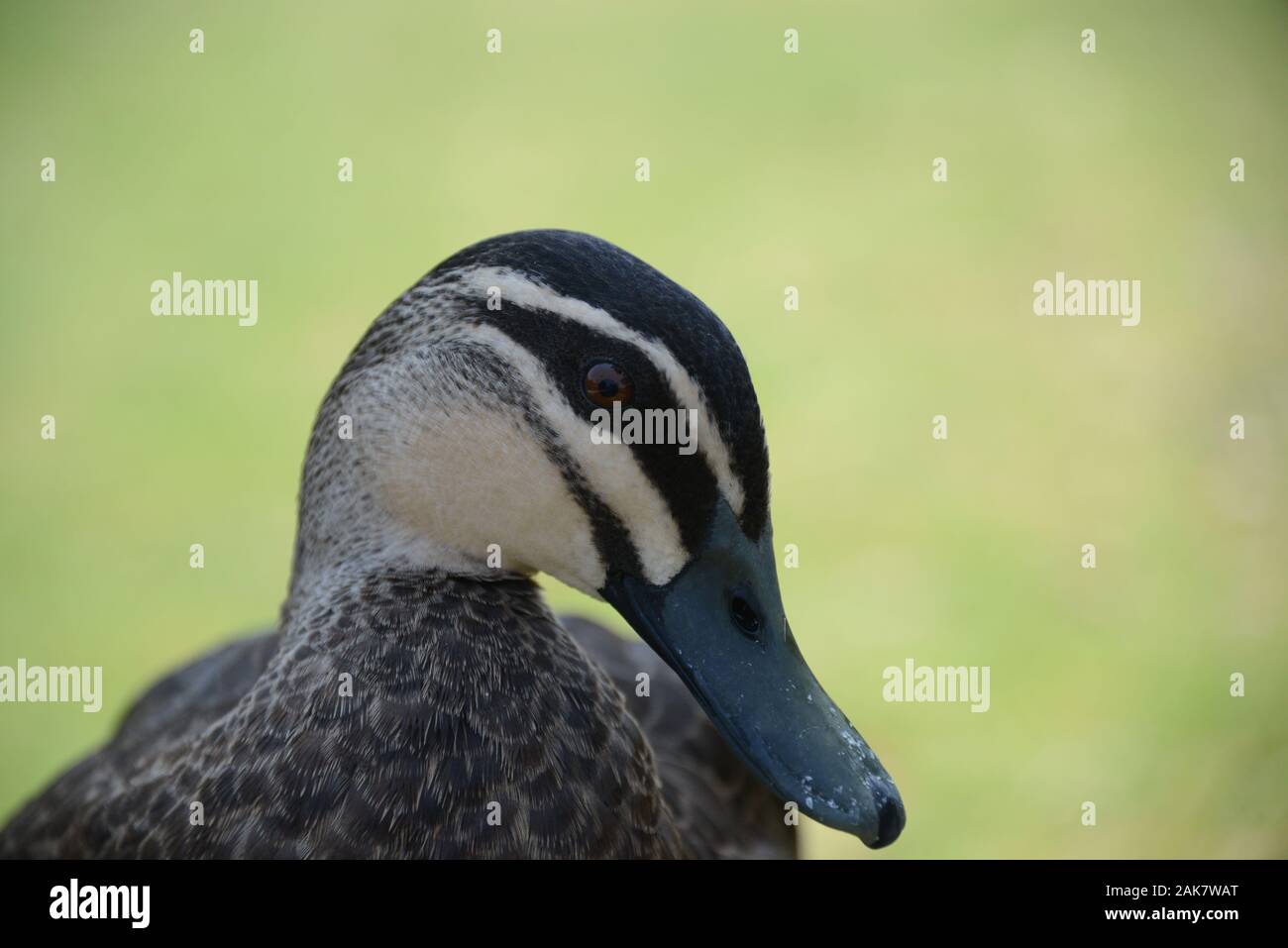 Pacific Black Duck Foto Stock