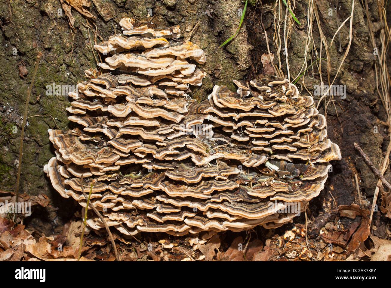 La Turchia-coda (fungo Trametes versicolor) su un albero morto-moncone. Foto Stock