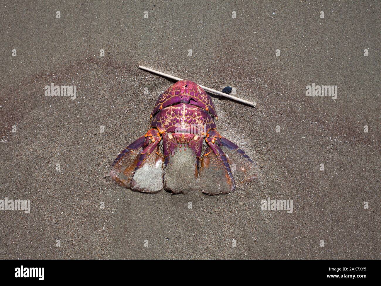 Flotsam su una spiaggia: i resti di animali morti. Spinosa Rock-aragosta (Jasus edwardsii) Foto Stock