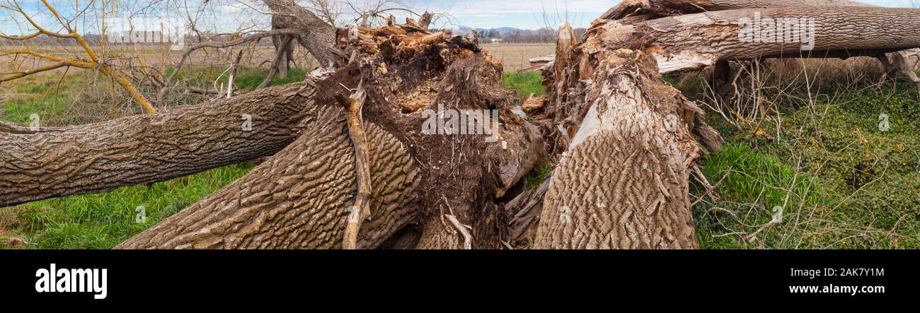 Morte di un albero enorme: Pioppo nero. Foto Stock