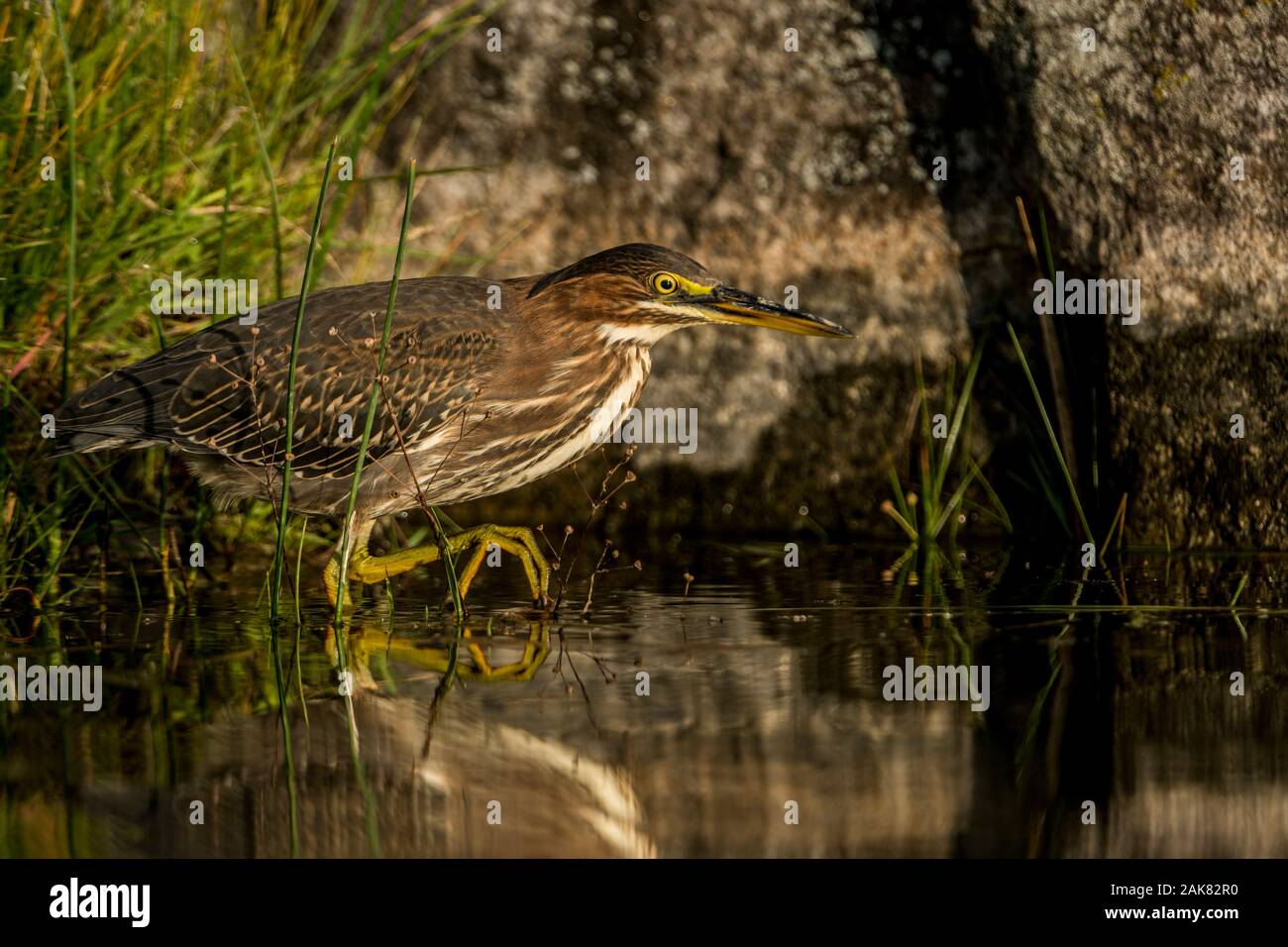 Heron Verde In Piedi In Acqua. Foto Stock