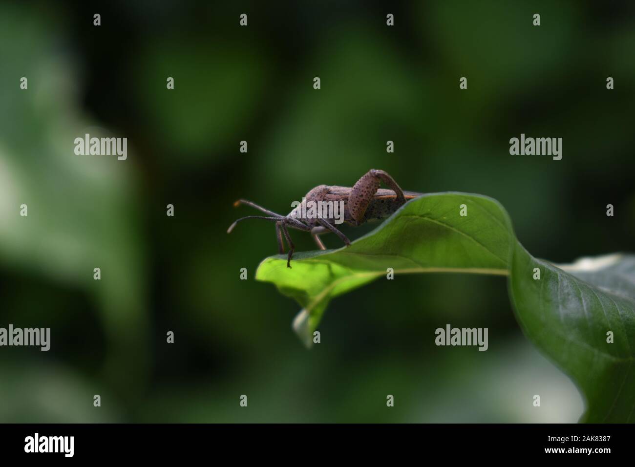 Un bug sweetpotato (Physomerus grossipes) appollaiato sul bordo della gloria di mattina a foglia. Surakarta, Indonesia. Foto Stock