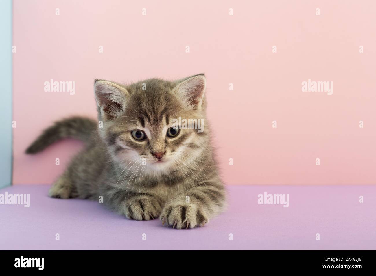 Strisce grigie gattino giocando su un sfondo rosa con copia spazio per il testo. Poco carino striped fluffy cat. Gattino neonato, Kid veterinaria Animali Foto Stock