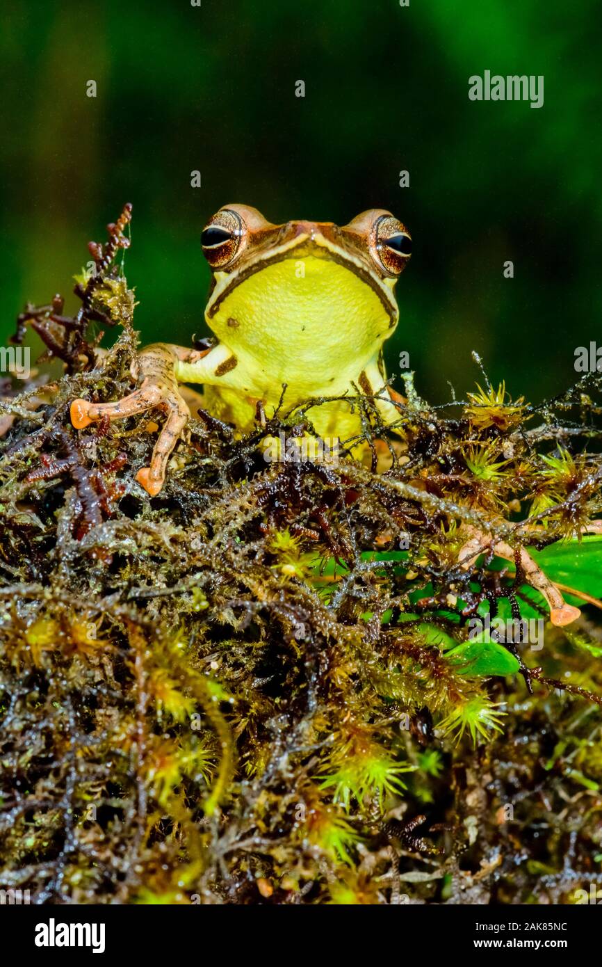 Günther rana di mantecazione o montane a clessidra raganella Taruga eques, una specie endemica con una ristretta gamma di distribuzione dal cloud in avanti Foto Stock