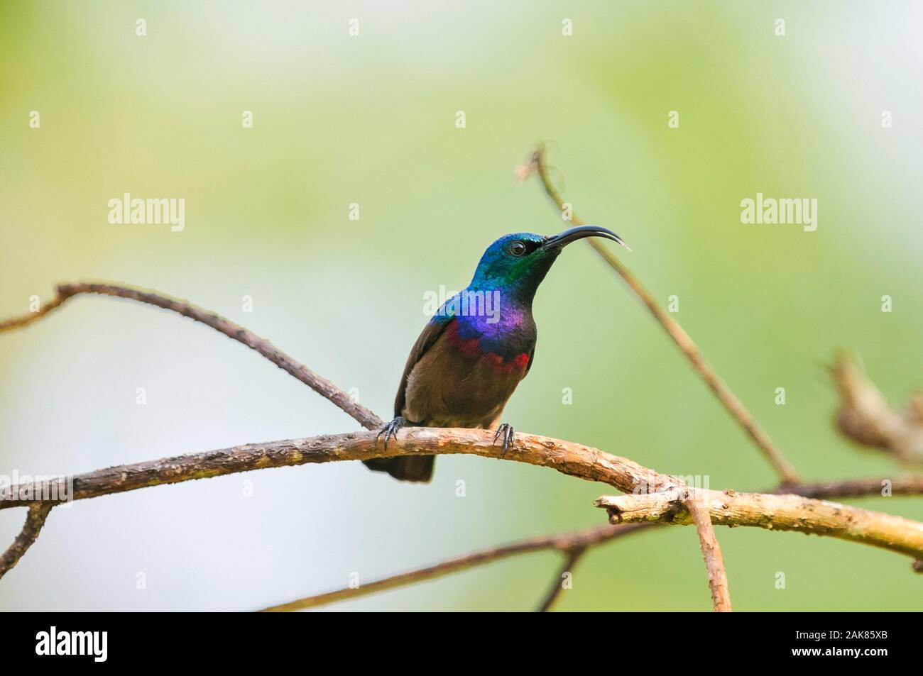 Loten's Sunbird, Long-fatturati Sunbird o marrone-breasted Sunbird Cinnyris lotenius, maschio, i Ghati Occidentali, Sahyadri Mountain Range, un patrimonio mondiale egli Foto Stock