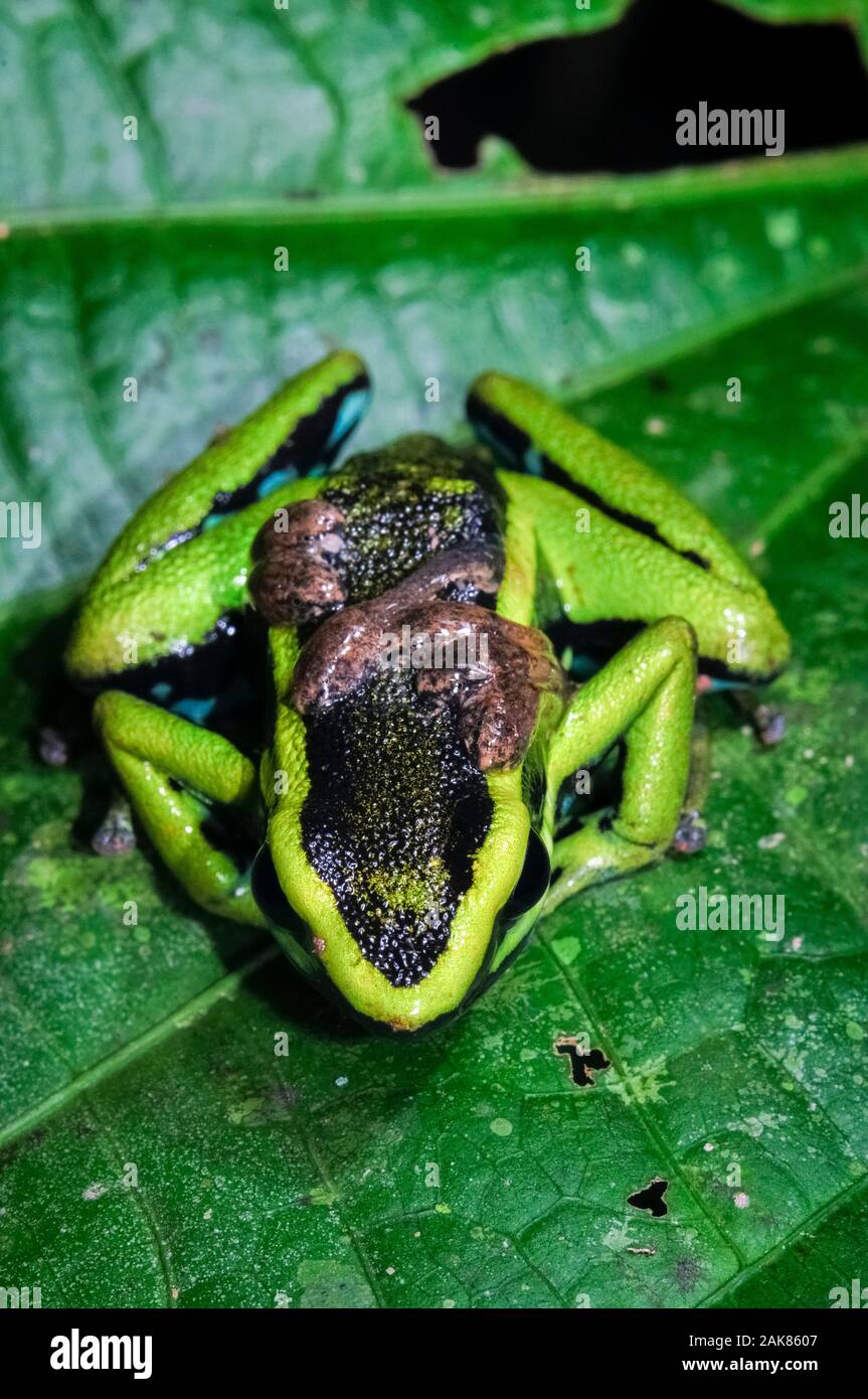 A tre strisce poison dart frog, Ameerega trivittata, maschio adulto, custodendo e portante di girini sulla sua schiena, Tambopata National Reserve, di Madre de Dios Foto Stock