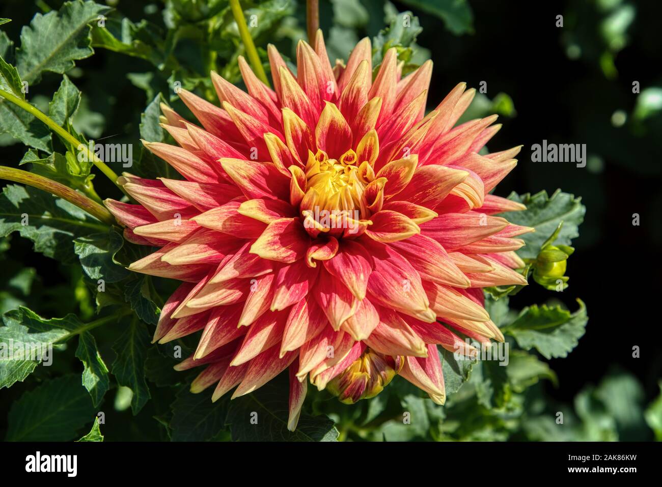 Dahlia dall'isola di Swan dalie azienda durante il Dahlia Festival. Situato in Woodburn, Oregon, è il più grande coltivatore dahlia negli Stati Uniti. Foto Stock