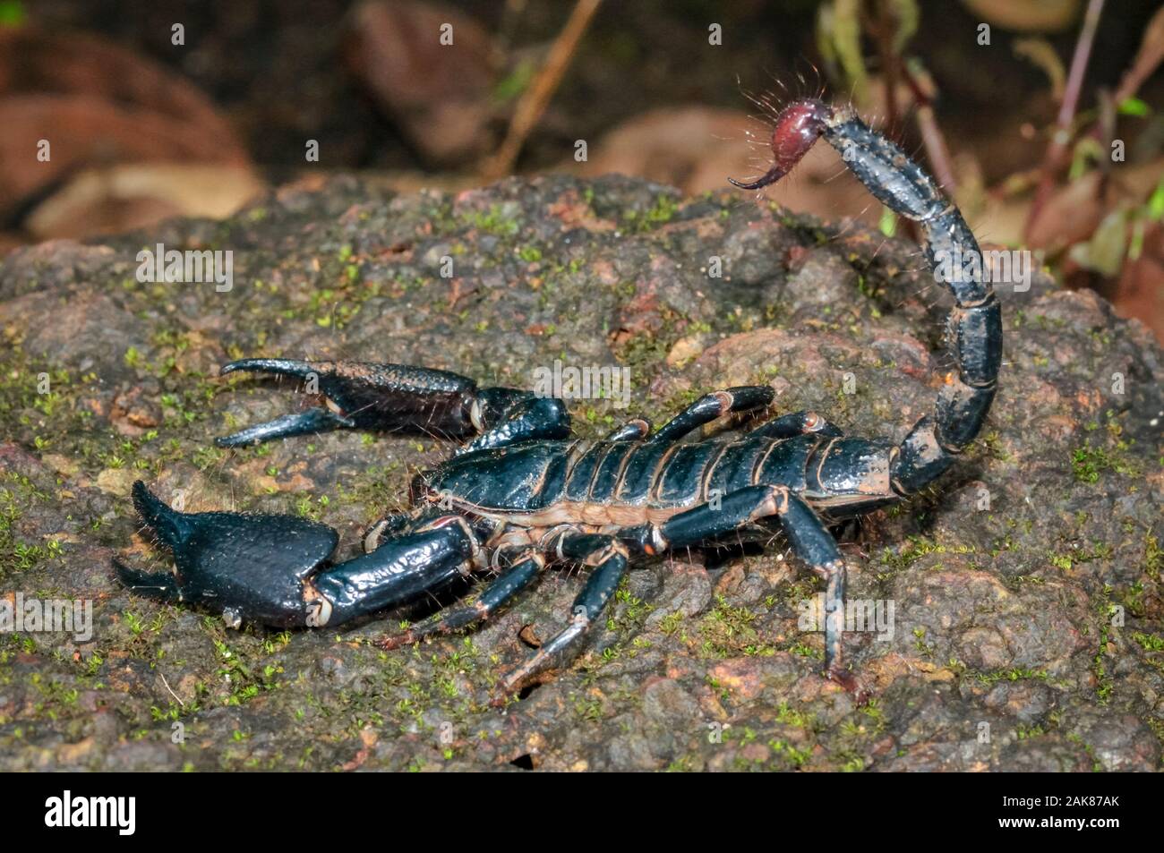 Foresta gigante scorpion, Heterometrus sp., i Ghati Occidentali, aka Sahyadri, Goa, India Foto Stock