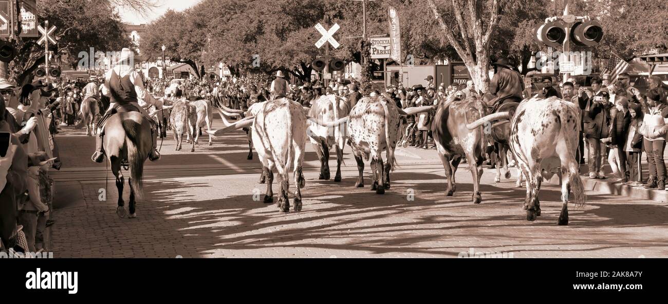 Fort Worth, Texas, Gen.4,2020 - Longhorn cattle drive a Fort Worth Stockyards che accade ogni giorno alle 10:30 e 4:00 gratis per experence. Foto Stock