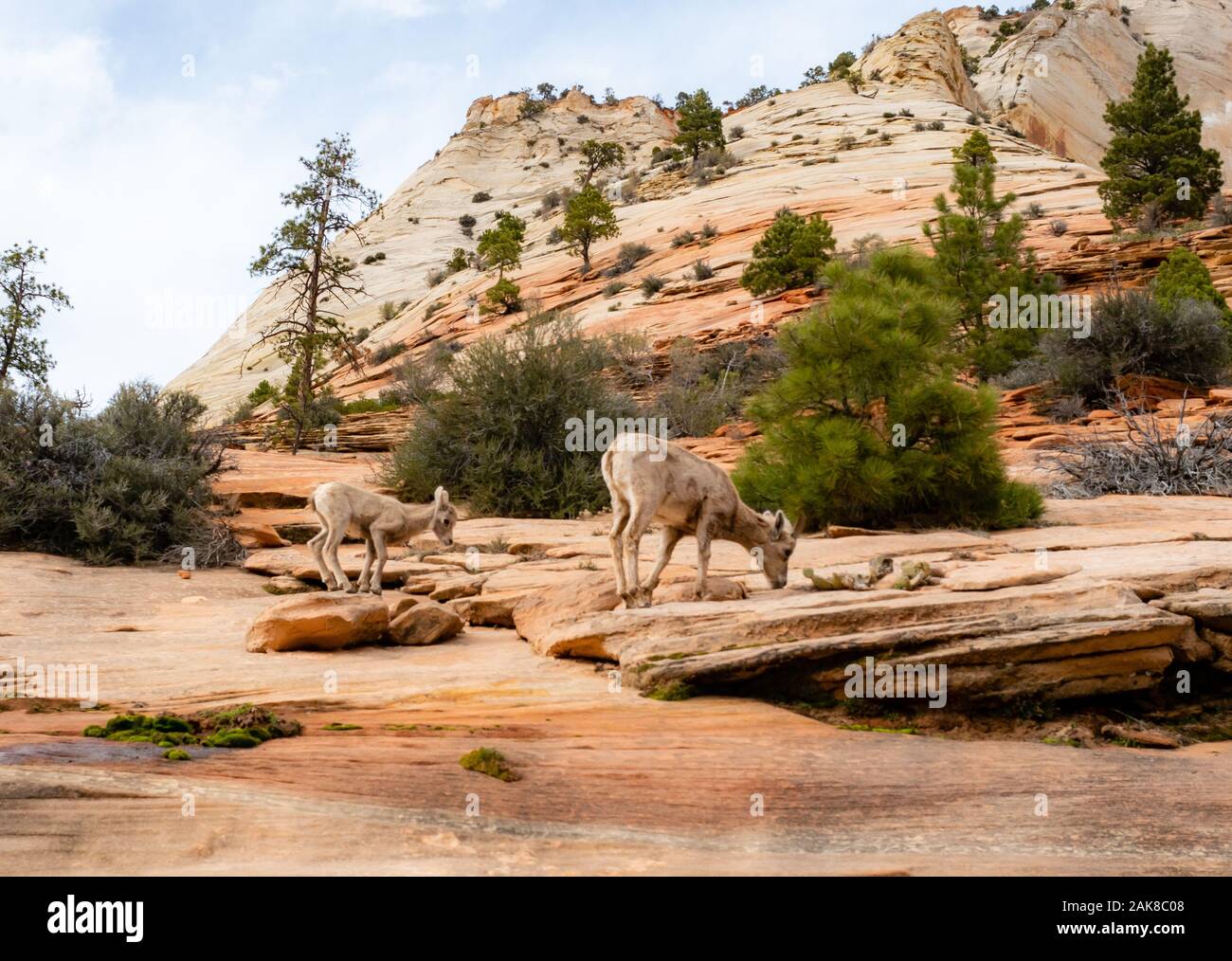 Bighorn, Ovis canadensis canadensis, nel Parco Nazionale di Zion, Utah, Stati Uniti d'America Foto Stock