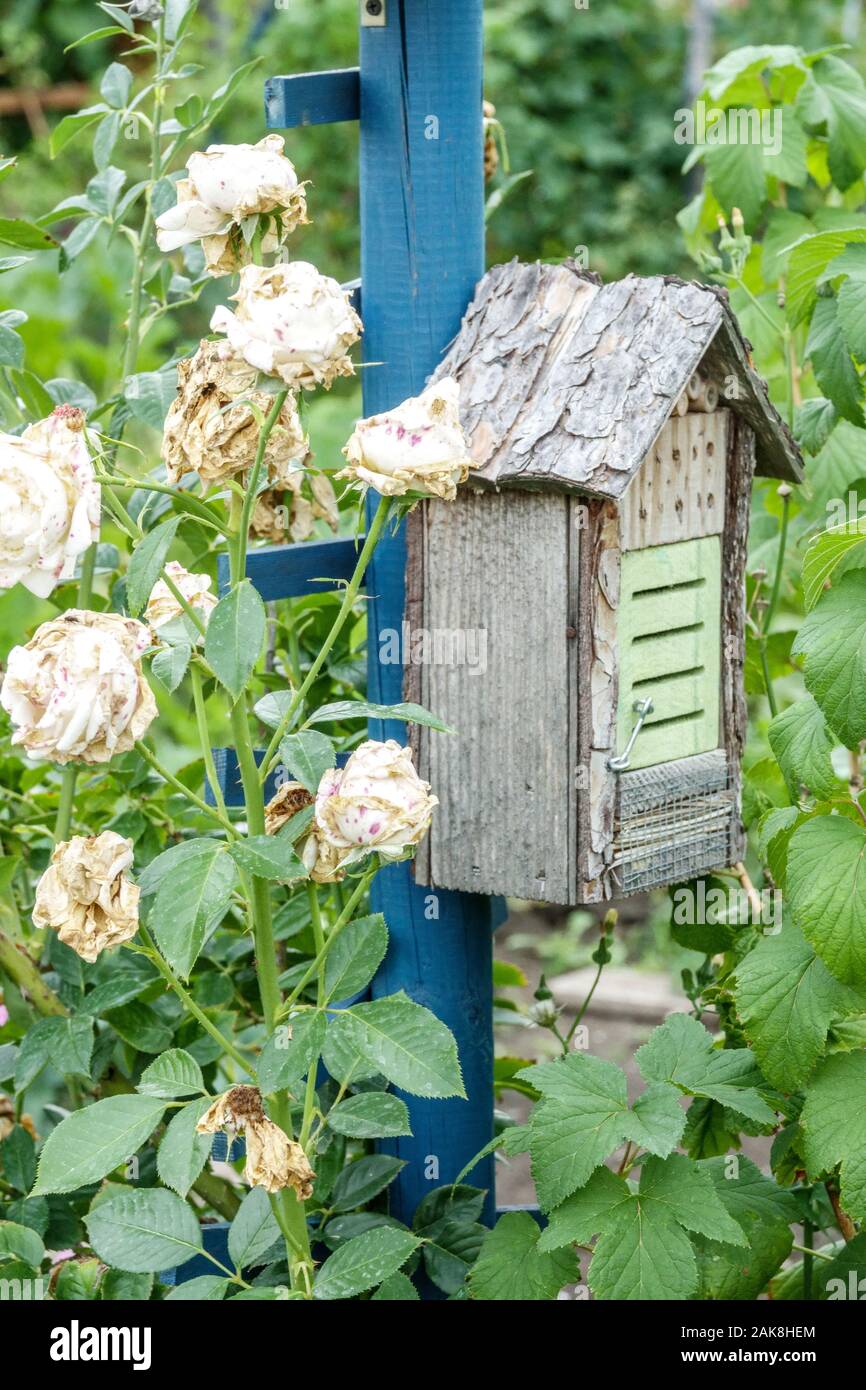 Piccolo hotel di insetto, fading roses Foto Stock