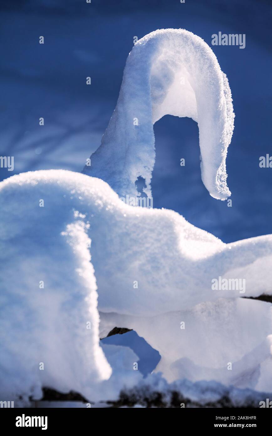 Neve espressiva la figura che assomiglia a un attaccante cobra su un ramo di albero formata mediante il vento e il sole nella foresta dopo una tempesta di neve; stagione invernale co Foto Stock