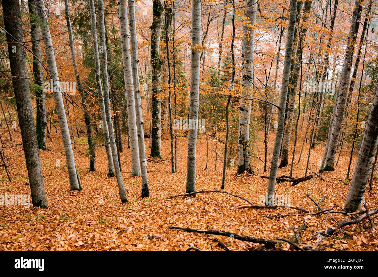 Foresta di faggio nel lago di accumulo di Gura Apei sui Monti Retezat, Romania Foto Stock