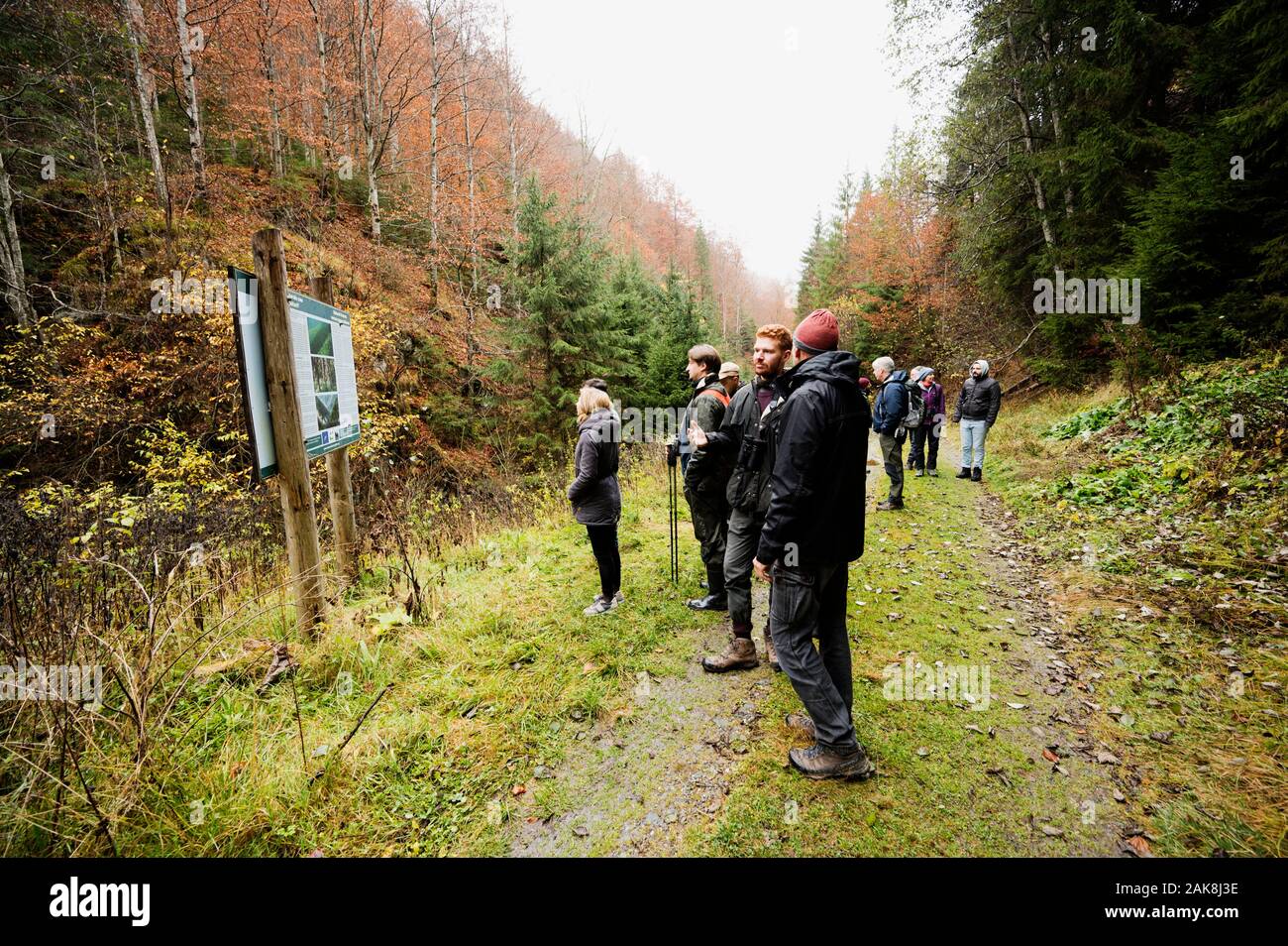 I visitatori che osservano monocoltura vesus foresta naturale biodiversità, progetto di restauro ecosistema, alta valle Dombovita Fagaras Montagne Romania. Foto Stock