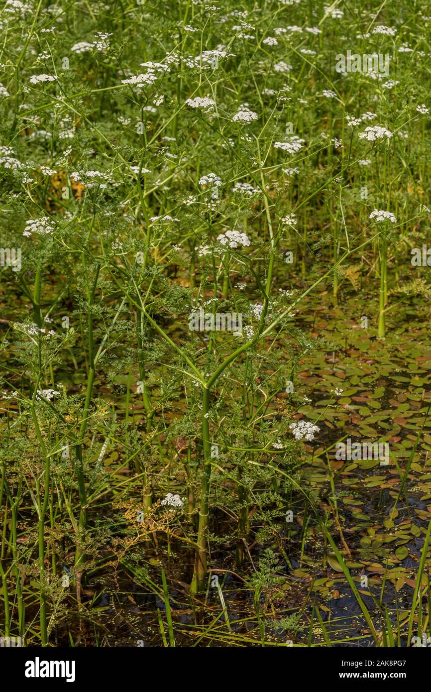 Fine-lasciava in acqua-dropwort, Oenanthe aquatica in fiore nel laghetto. Foto Stock