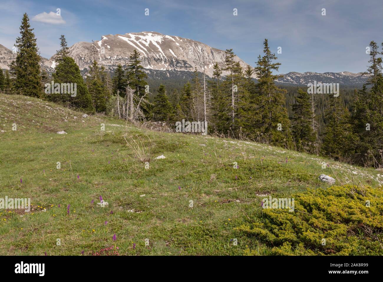 Prati e boschi di conifere woodsland sull'elevato altopiano calcareo, la Réserve naturelle des Hauts Plateaux du Vercors vercors, montagne, Francia. Foto Stock