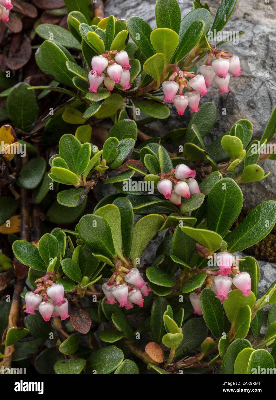 Uva ursina, Arctostaphylos uva-ursi, in fiore in primavera. Foto Stock