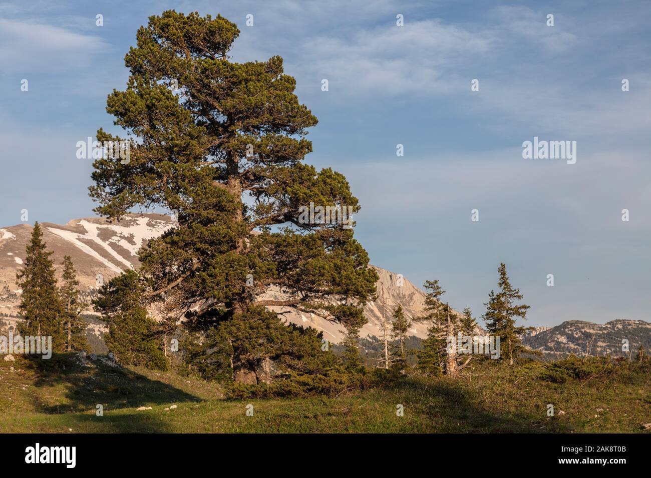 Pino mugo, Pinus mugo subsp. uncinata, sull'elevato altopiano calcareo, la Réserve naturelle des Hauts Plateaux du Vercors vercors, montagne, Francia. Foto Stock