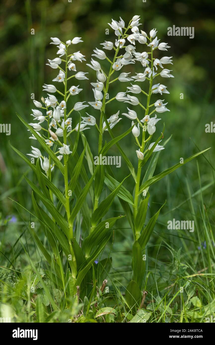 Spada-lasciava Helleborine, Cephalanthera longifolia, in fiore nel bosco aperto. Foto Stock