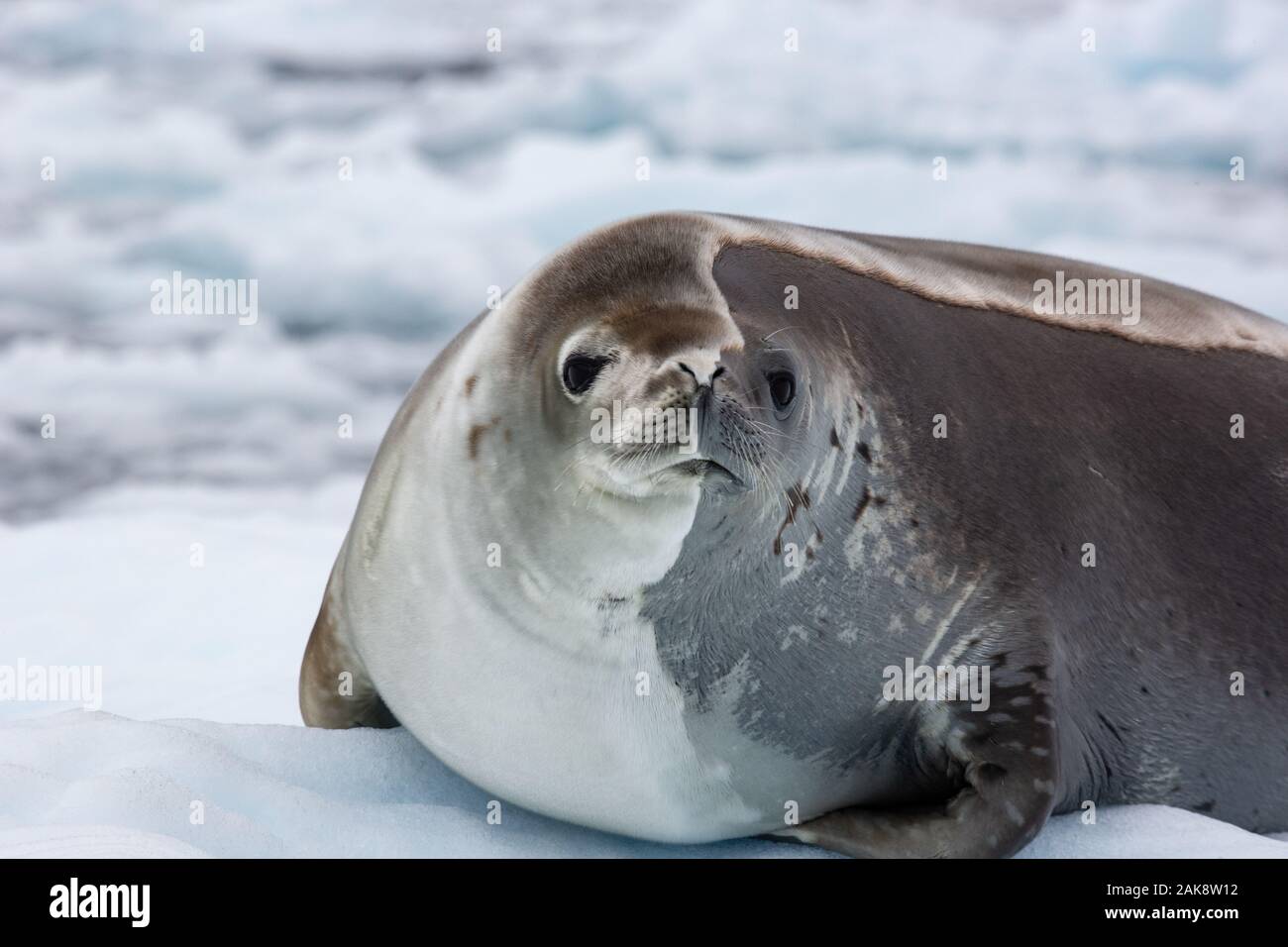 Guarnizione Crabeater (Lobodon carcinophaga) Foto Stock