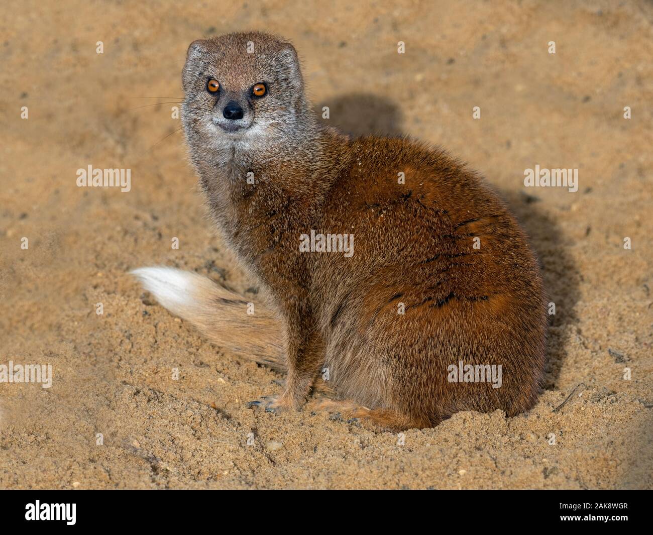 Giallo mongoose Cynictis penicillata Captive ritratto Foto Stock