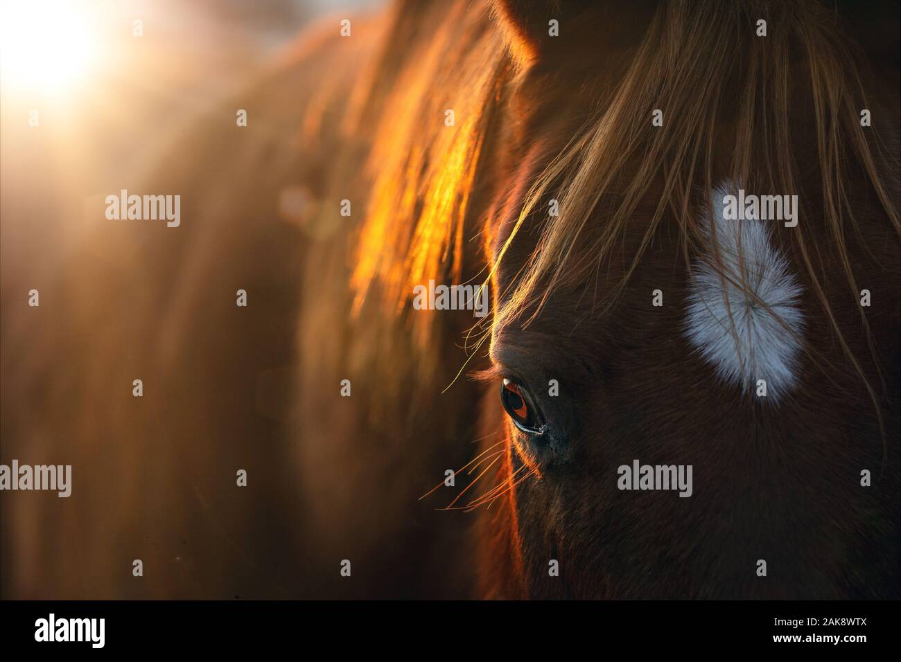 Close-up di un cavallo al sole del mattino Foto Stock