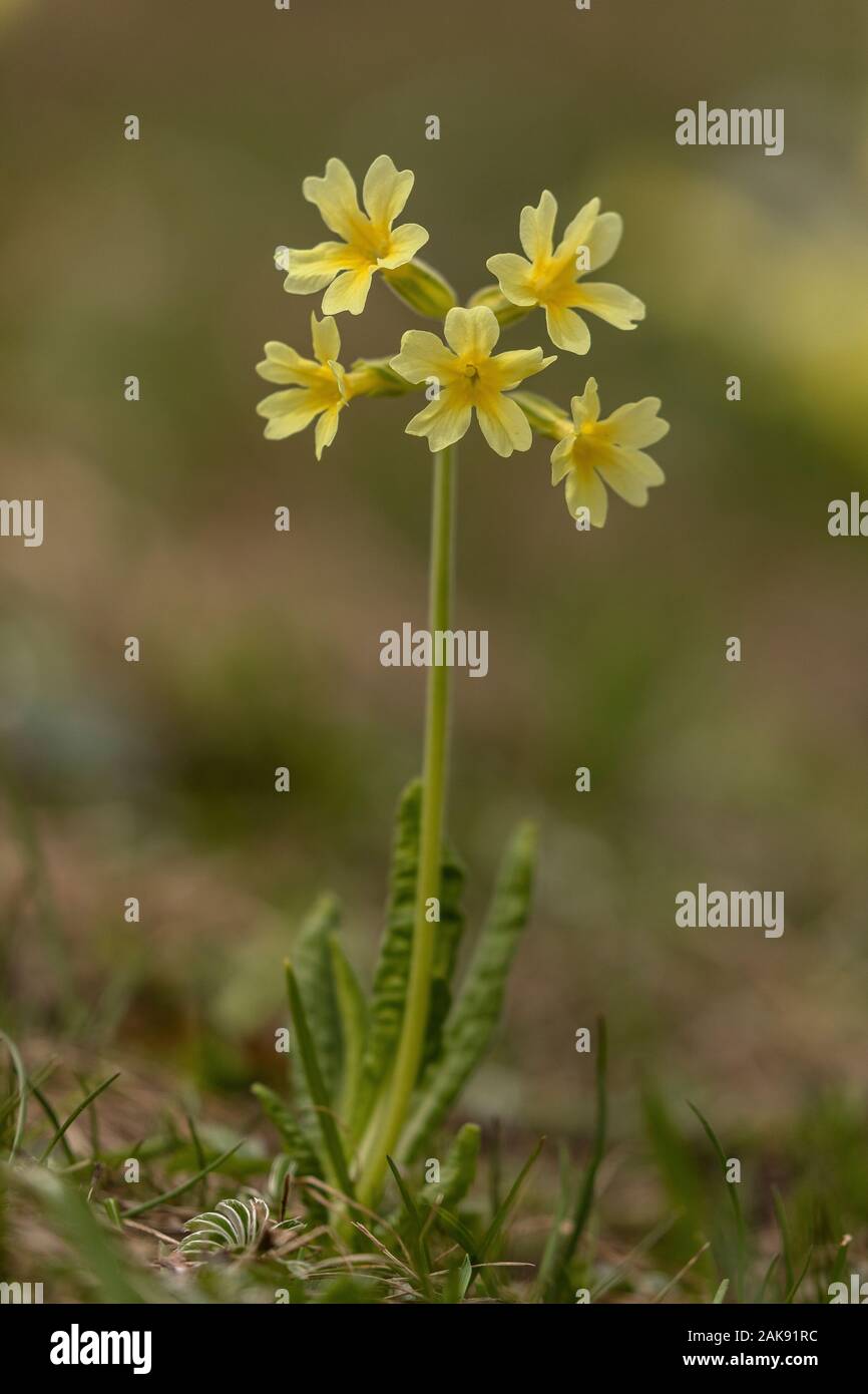 Oxlip, Primula elatior in fiore nei pascoli di montagna, alpi marittime, Italia. Foto Stock