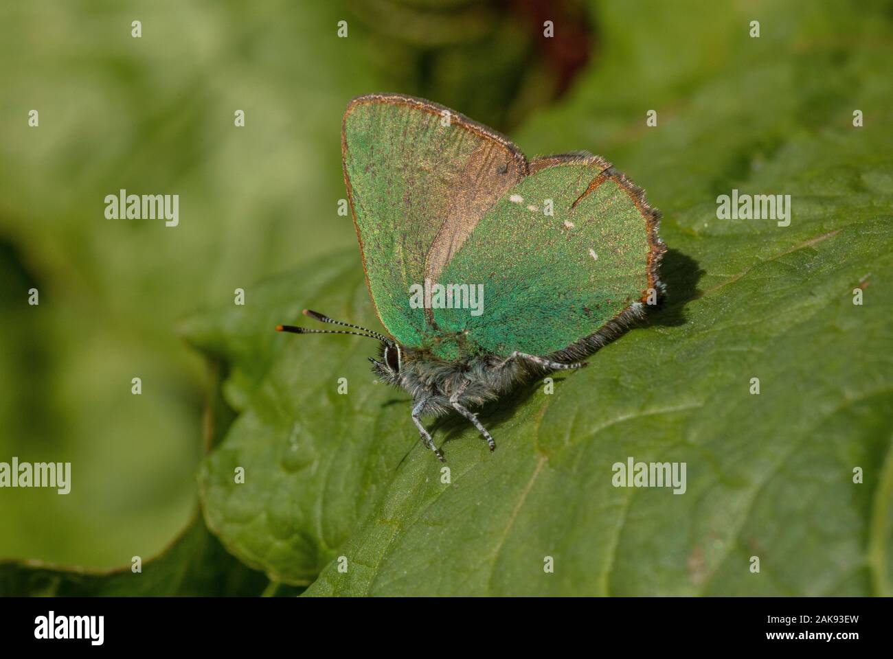 Green Hairstreak butterfly, Callophrys rubi arroccato su una foglia. Foto Stock
