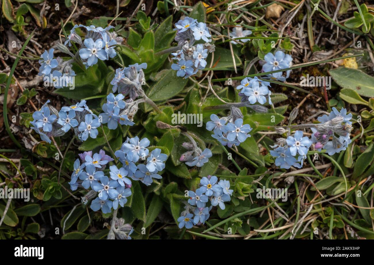 Dimenticare alpino-me-non, Myosotis alpestris in fiore in calcare montane pascolo. Foto Stock