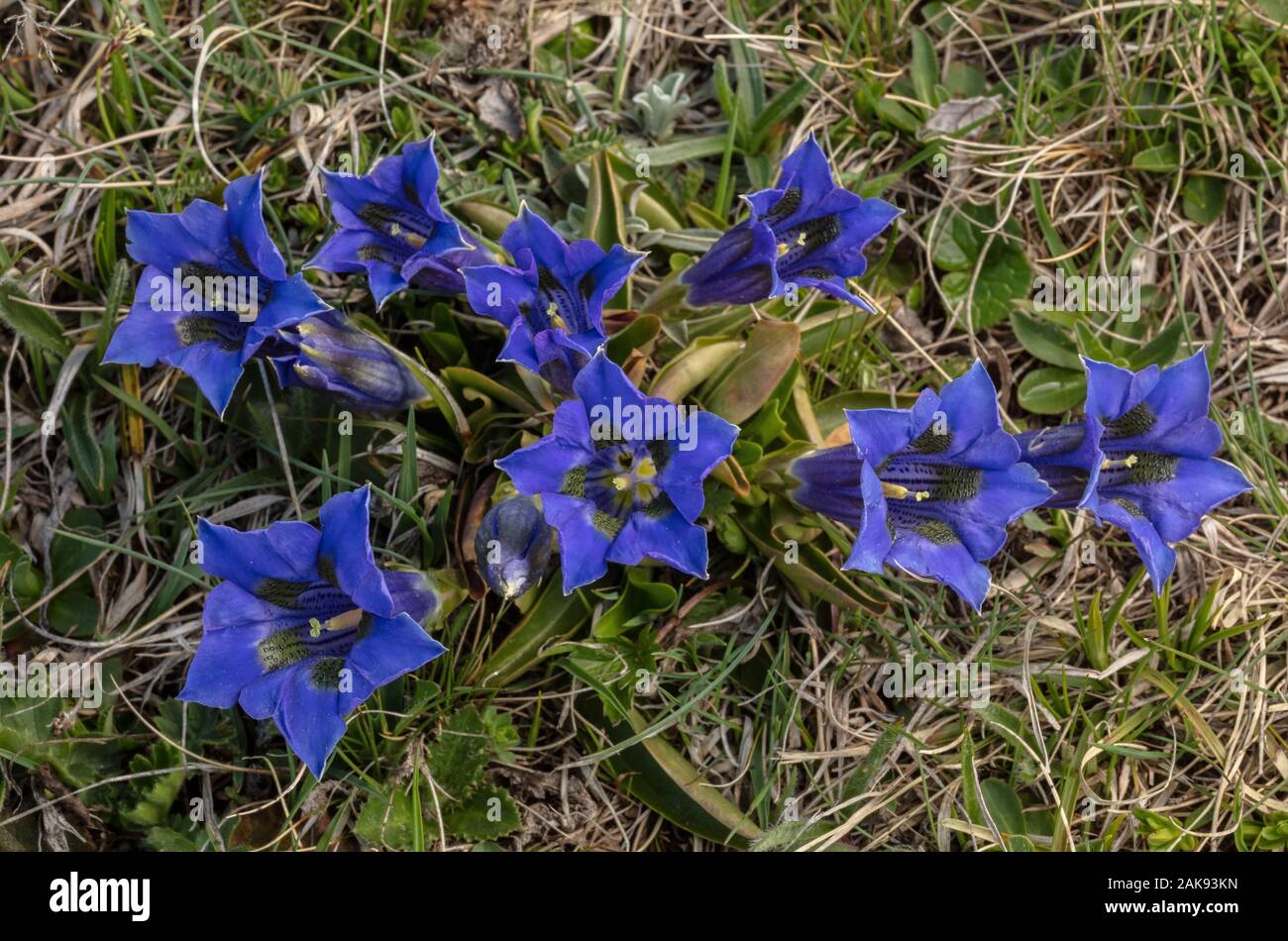 Tromba genziana, Gentiana acaulis in fiore nei pascoli alpini, Mt Cenis, sulle alpi francesi. Foto Stock