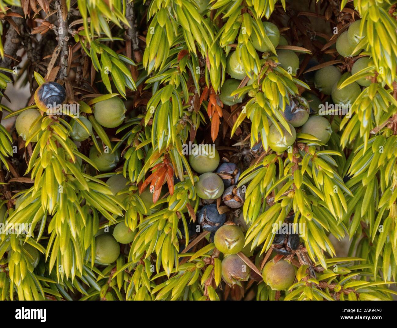 Il Ginepro comune, Juniperus communis, nella frutta. Foto Stock