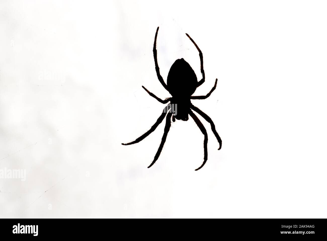 Silhouette di un giardino orb weaver spider a Melbourne Foto Stock