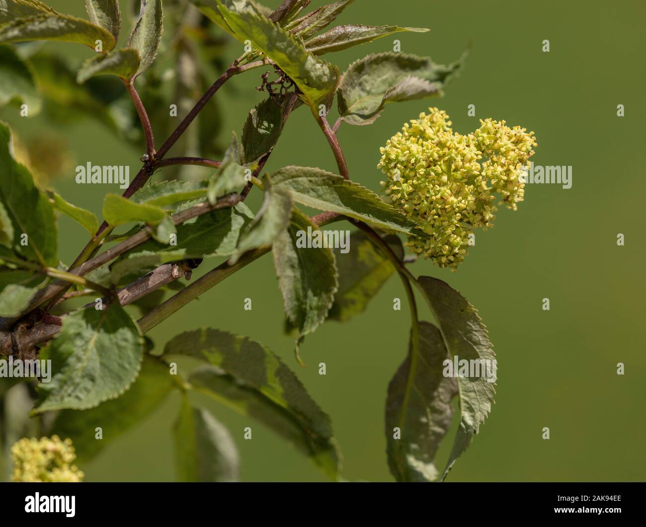 A bacca rossa, Sambuco Sambucus racemosa, rosso Sambuco, alpine sambuco, Foto Stock