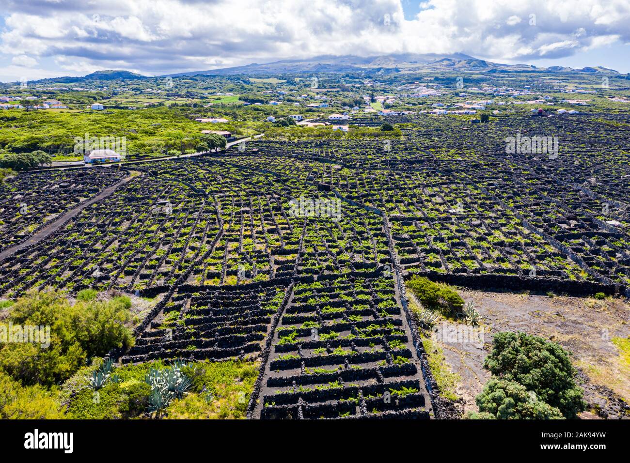 Man-made paesaggio della cultura vinicola dell'isola Pico, Azzorre, Portogallo. Modello di distanziate lungo pareti lineare in funzione della navigazione e parallela t Foto Stock