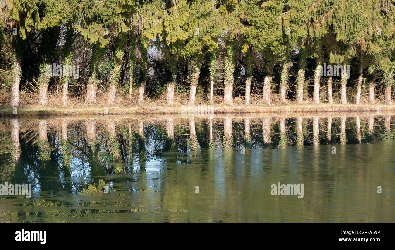 Una fila di conifere di stagno Foto Stock